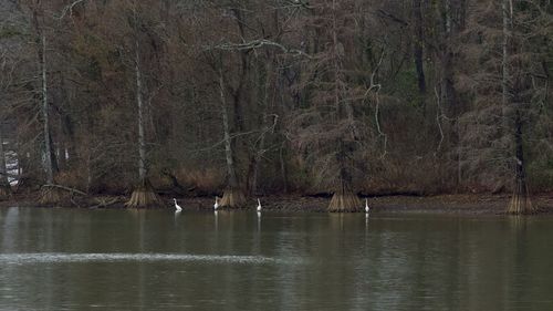 Scenic view of lake by trees in forest
