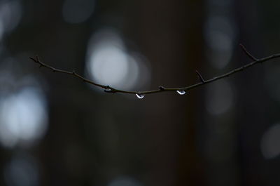 Close-up of water drops on leaf