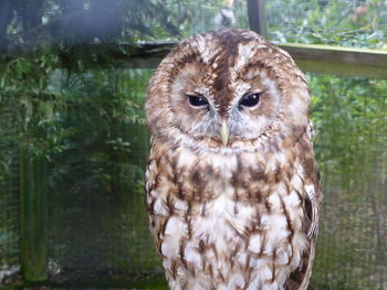 Close-up portrait of owl