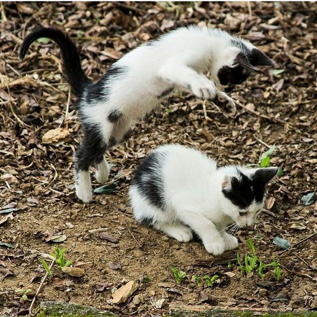 animal themes, domestic animals, pets, mammal, one animal, high angle view, domestic cat, cat, white color, young animal, feline, dog, field, two animals, relaxation, lying down, outdoors, day, sitting, full length