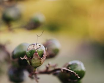 Close-up of berries growing on plant