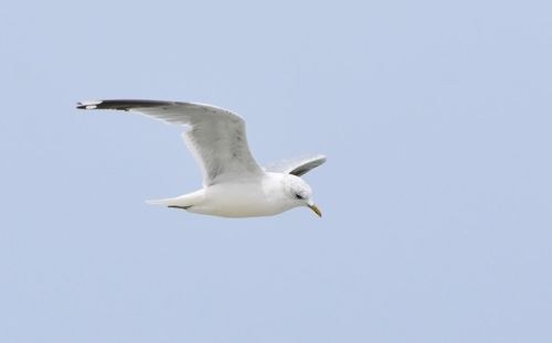 Low angle view of seagull flying in sky