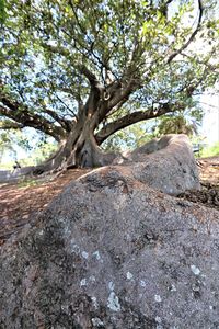 Trees on rock against sky