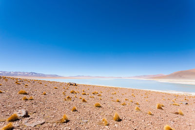 Scenic view of beach against clear blue sky