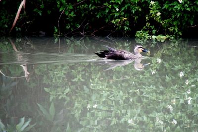 Duck swimming in lake