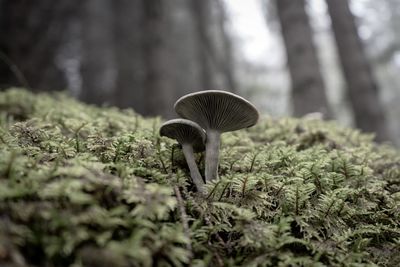 Close-up of mushroom growing on field