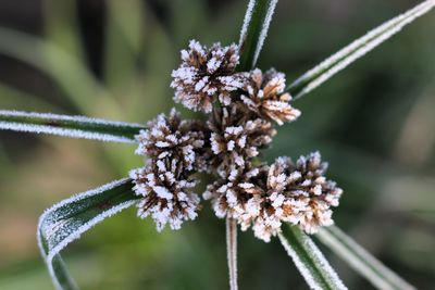 Close-up of frozen plant