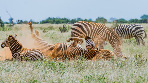 A zebra on its back covered with dust in the field