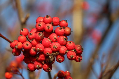 Close-up of red berries growing on plant