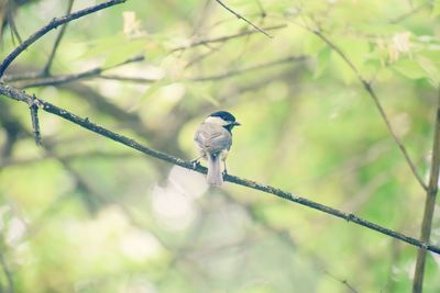 Bird perching on a branch