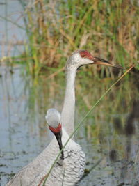 Bird on lake