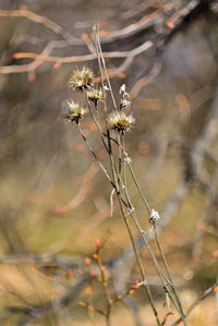 Close-up of wilted plant