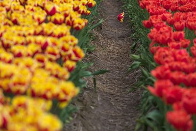 Close-up of red flowers blooming in farm