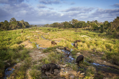 View of sheep on field