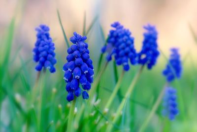 Close-up of purple flowering plants