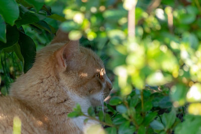 View of a cat against plants