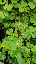 Close-up of insect on plant