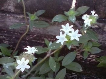 Close-up of white flowers