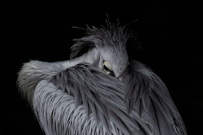 Close-up of a bird against black background