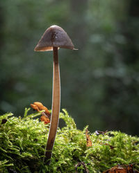 Close-up of mushroom growing on land