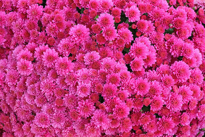 Close-up of pink flowering plants on field