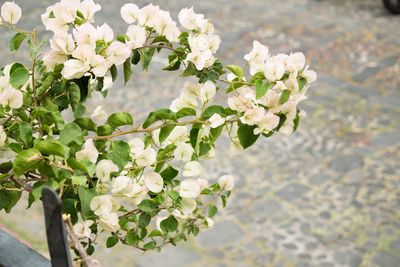 Close-up of white apple blossoms in spring