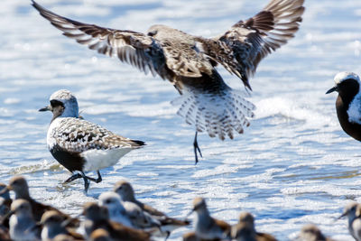 Flock of seagulls on beach