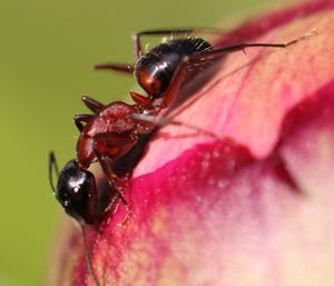 Close-up of insect pollinating on flower