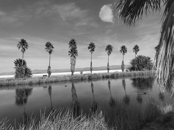 Palm trees by lake against sky