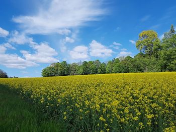 Scenic view of oilseed rape field against sky