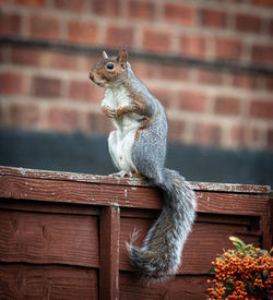 Squirrel sitting on wall