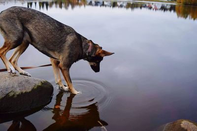 Side view of belgian malinois on rock in pond