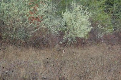 Full frame shot of trees on field