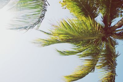 Low angle view of palm tree against clear sky