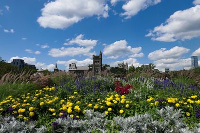 Flowers growing on field against sky