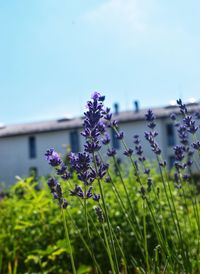 Close-up of purple flowering plants on field against sky