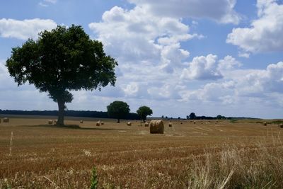 Scenic view of agricultural field against sky