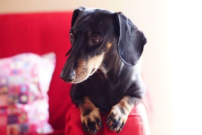 Portrait of black dog