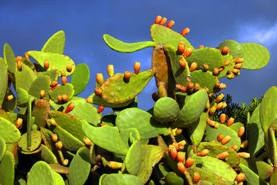 Close-up of plant