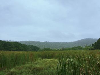 Scenic view of field against sky