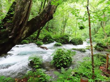 Stream flowing through rocks in forest