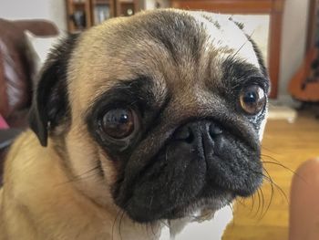 Close-up portrait of dog