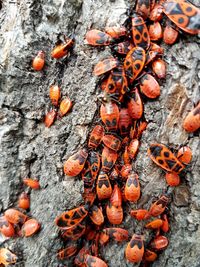 High angle view of insect on rock