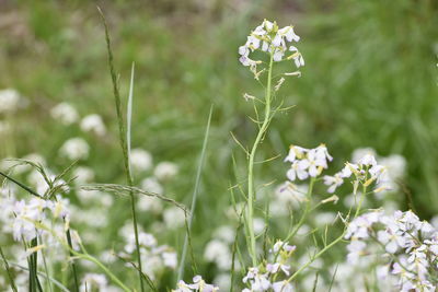 Close-up of white flowering plants on field