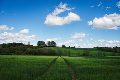 Scenic view of agricultural field against sky