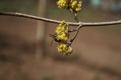 Close-up of insect on plant