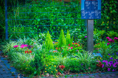 Close-up of red flowering plants in a garden