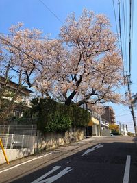 Cherry blossom tree by road against sky