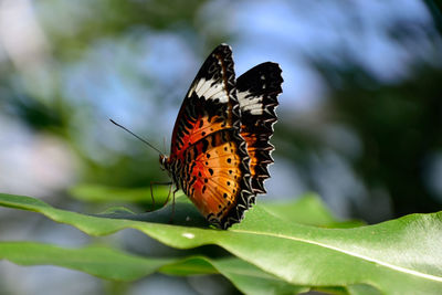 Close-up of butterfly perching on leaf