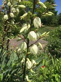 Close-up of white flowers blooming outdoors